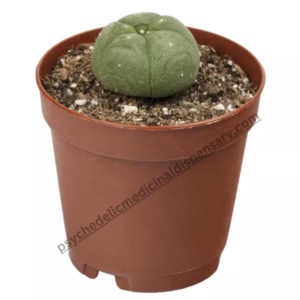 mescaline peyote cactus for sale