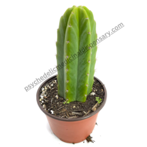 san pedro cactus for sale denver