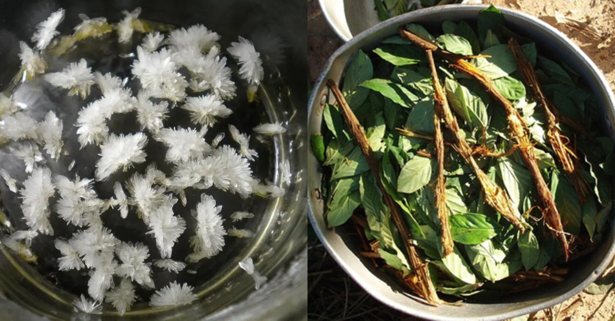 Where Does DMT Come From: MHRB DMT Natural Source